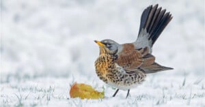 A bird in the snow eats an apple.