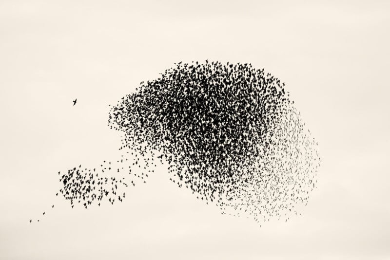 Søren Solkær interview about "Starling" monograph