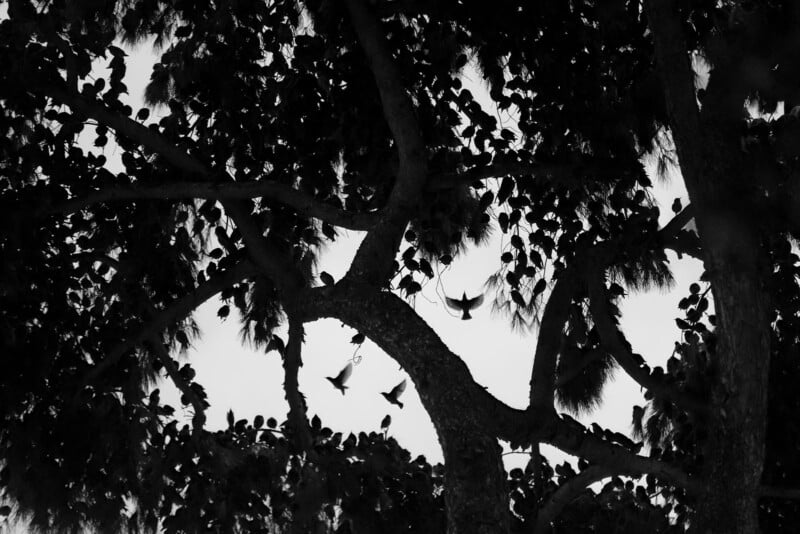 Søren Solkær interview about "Starling" monograph