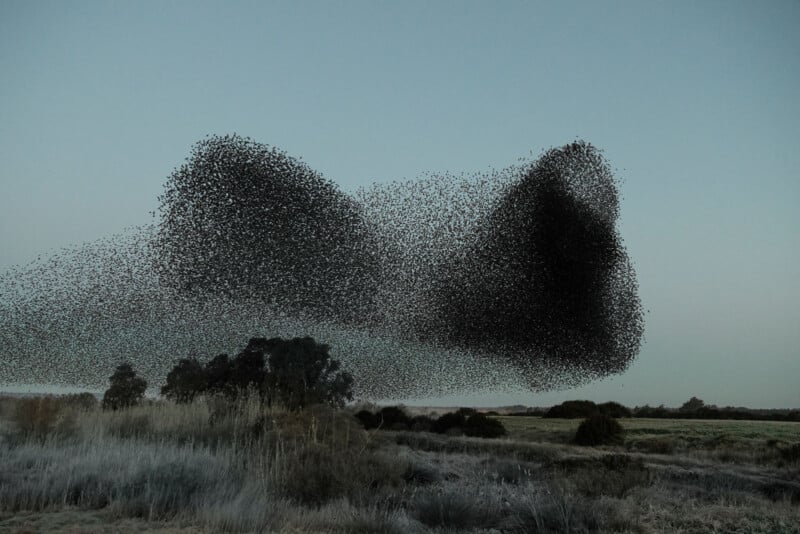 Søren Solkær interview about "Starling" monograph