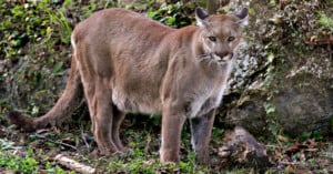 Florida panther