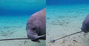 manatee steals gopro camera selfie