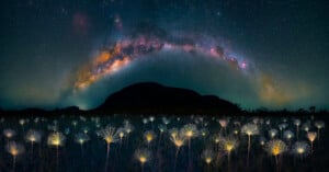 An arc of the Milky Way above a field of illuminated white flowers.