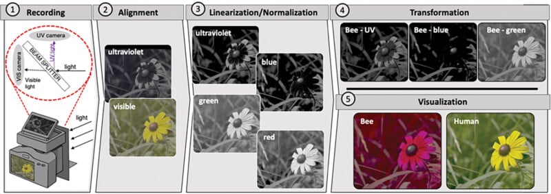 A diagram showing the different ways a single flower can look with different light wavelengths. 